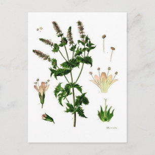 Spearmint Botanical Drawing Postcard
