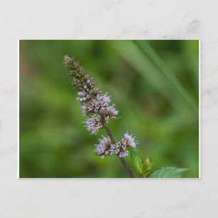 Spearmint Purple Wildflower Floral Postcard