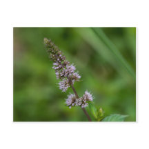 Spearmint Purple Wildflower Floral Postcard