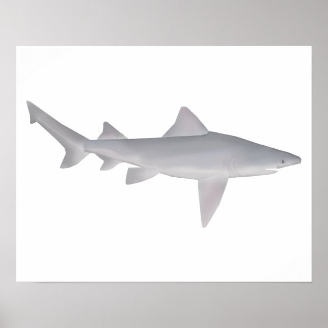 Speartooth Shark Poster (Front)