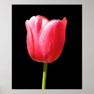 Special Single Stem Tulip Painting Poster