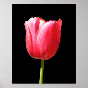 Special Single Stem Tulip Painting Poster