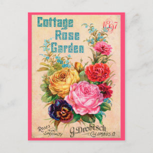 Speciality Roses Postcard