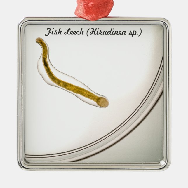 Species: Fish Leech Metal Tree Decoration (Front)