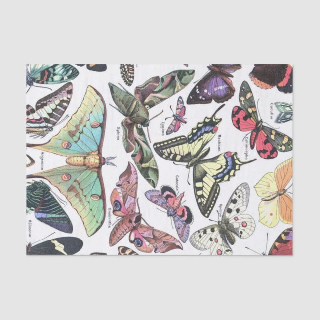Species of Butterflys Moth Chart Decoupage Tissue Paper (Front)