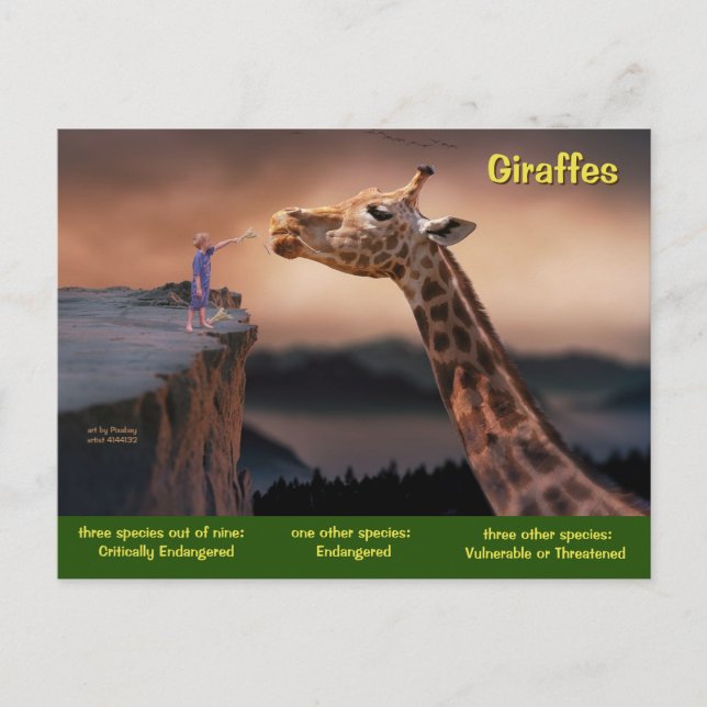 Species of Giraffe are now Endangered - Holiday Postcard (Front)