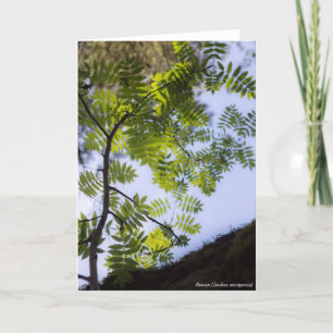 Species: Rowan Card