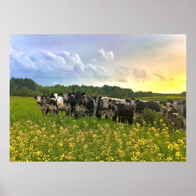 Speckle Park Cattle Under Rain Shower, Sunset Sky Poster (Front)