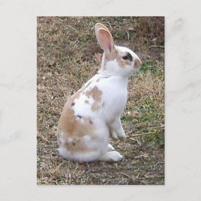 Speckled Bunny Rabbit Postcard (Front)