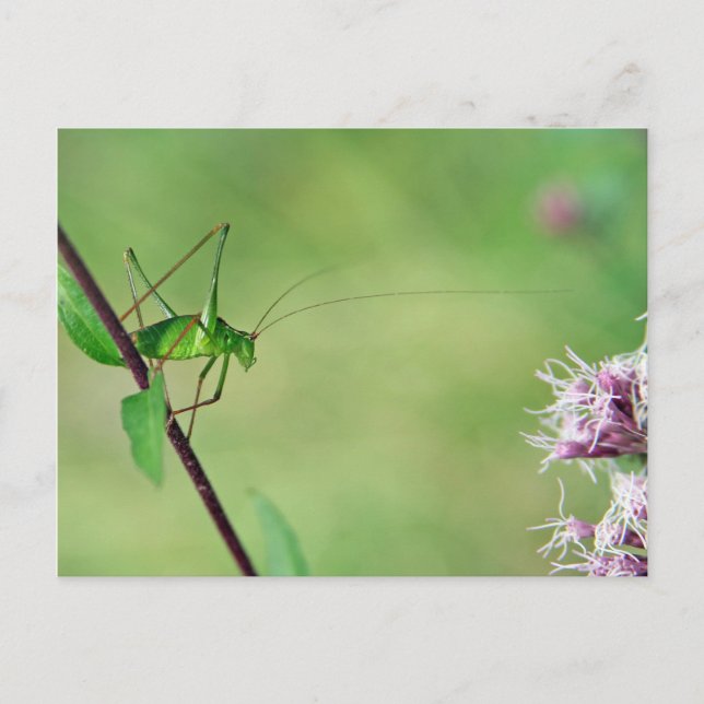 Speckled Bush-Cricket (Leptophyes punctatissima) Postcard (Front)