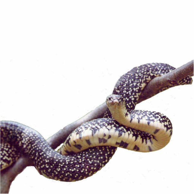Speckled King Snake Photo Sculpture (Front)