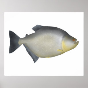 Speckled Piranha Poster