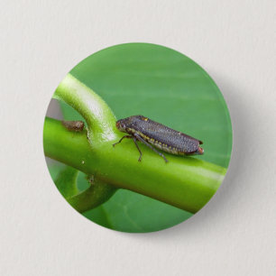Speckled Sharpshooter Leaf Hopper Items 6 Cm Round Badge