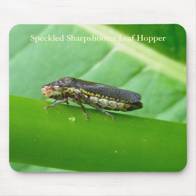 Speckled Sharpshooter Leaf Hopper Items Mouse Mat (Front)