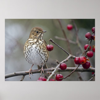 Speckled Songster Print