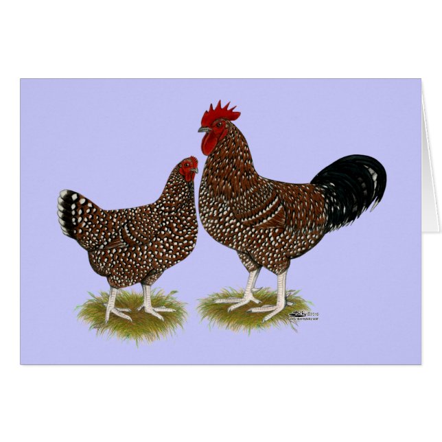 Speckled Sussex Chickens (Front Horizontal)