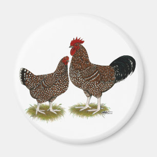 Speckled Sussex Chickens Magnet