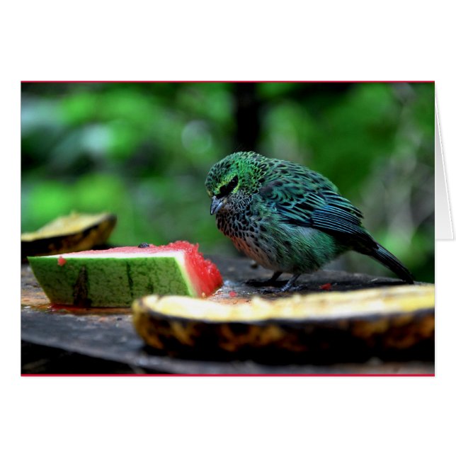 "Speckled Tanager" (Front Horizontal)