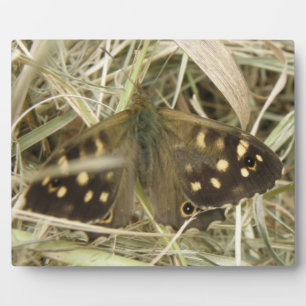 Speckled Wood Butterfly Plaque