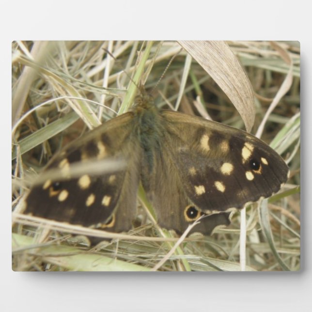 Speckled Wood Butterfly Plaque (Front)
