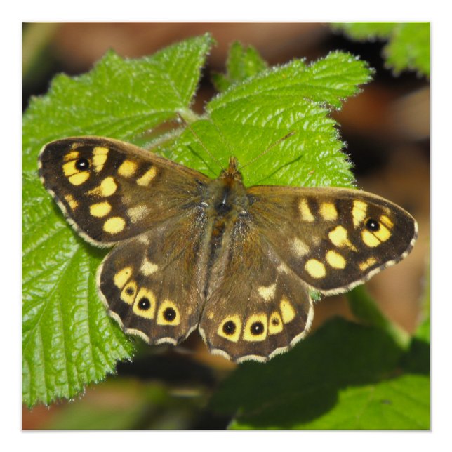 Speckled Wood Butterfly Poster (Front)