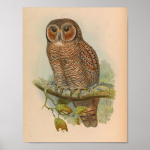 Speckled Wood Owl Brown Vintage Bird Art Print