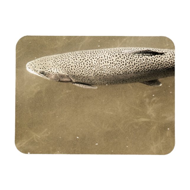 Speckles Magnet (Horizontal)