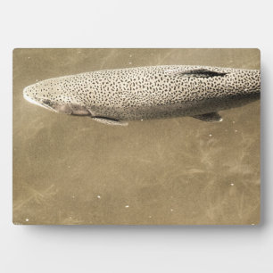 Speckles Plaque