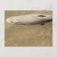 Speckles