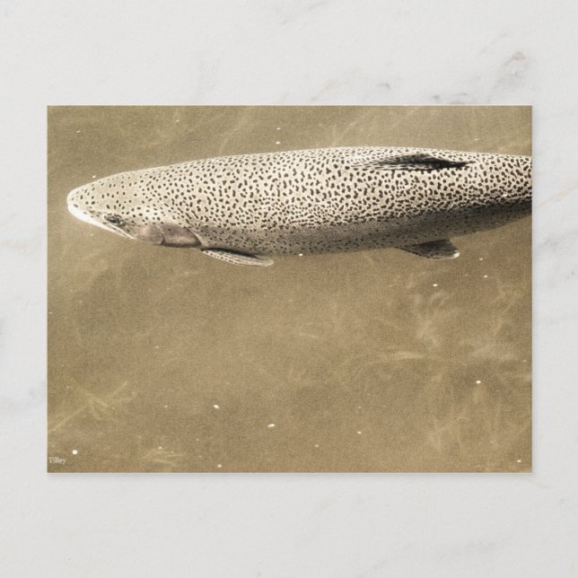 Speckles Postcard (Front)