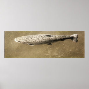 Speckles Poster