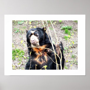 Spectacled bear poster