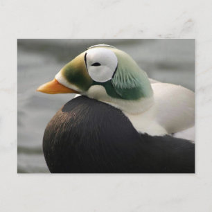 Spectacled Eider Postcard