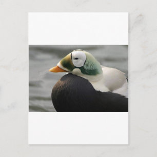 Spectacled Eider Postcard