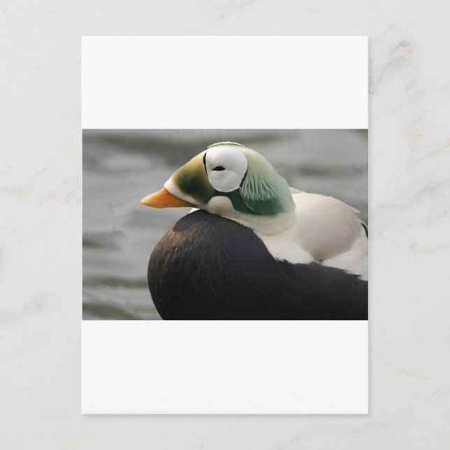 Spectacled Eider Postcard (Front)
