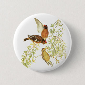 Spectacled Finch 6 Cm Round Badge