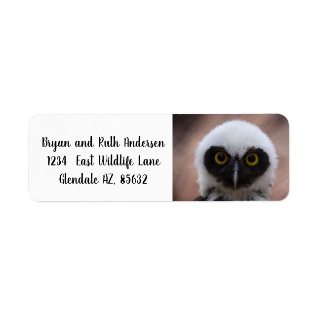 Spectacled Owl (Front)