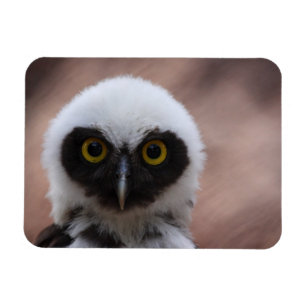 Spectacled Owl Magnet