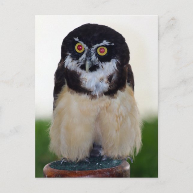Spectacled Owl Postcard (Front)