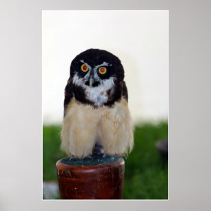 Spectacled Owl Poster