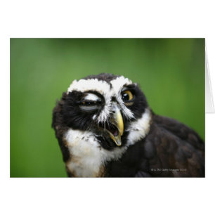 Spectacled Owl (Pulsatrix perspicillata)