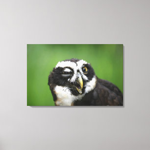 Spectacled Owl (Pulsatrix perspicillata) Canvas Print