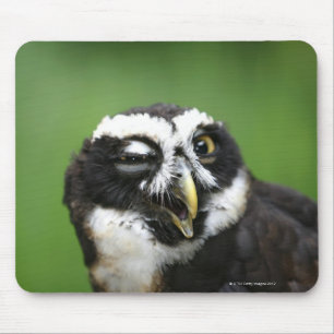 Spectacled Owl (Pulsatrix perspicillata) Mouse Mat