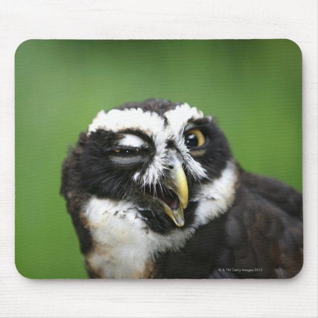 Spectacled Owl (Pulsatrix perspicillata) Mouse Mat (Front)