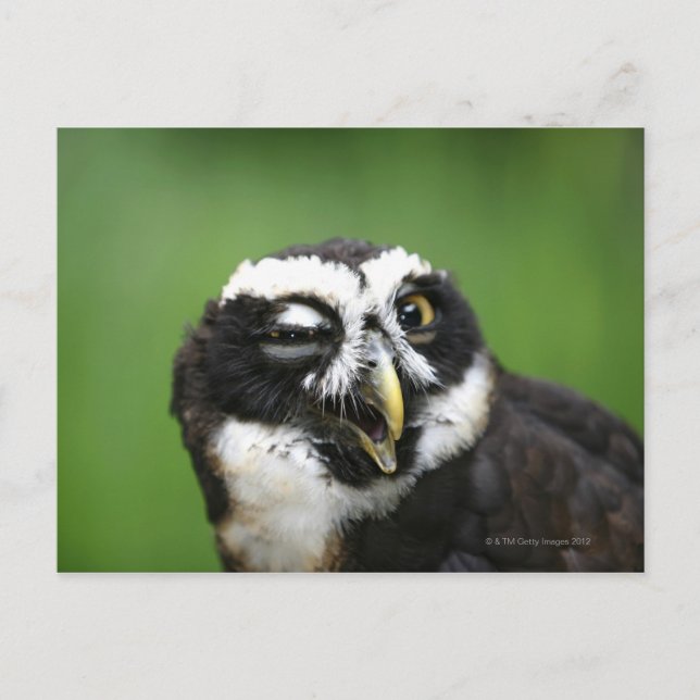 Spectacled Owl (Pulsatrix perspicillata) Postcard (Front)