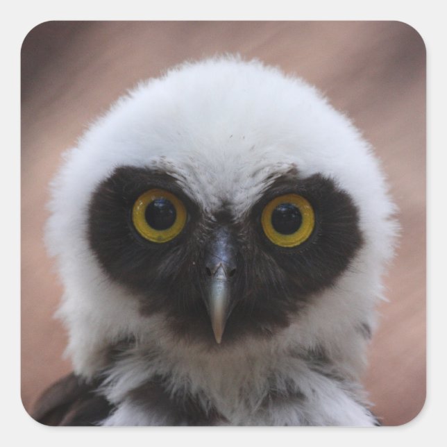 Spectacled Owl Square Sticker (Front)