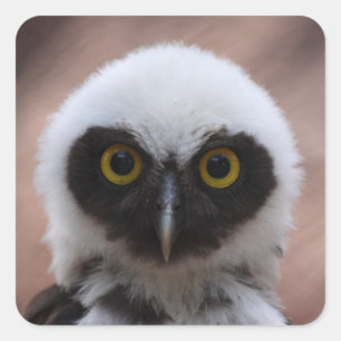 Spectacled Owl Square Sticker