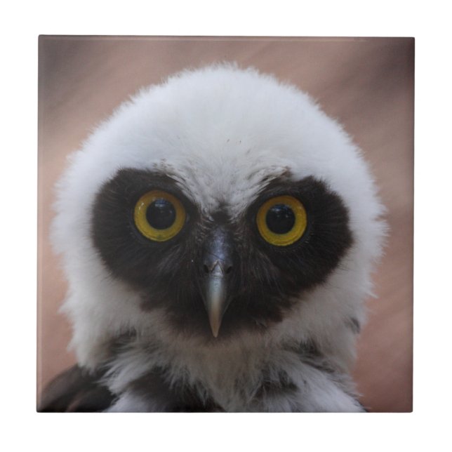 Spectacled Owl Tile (Front)
