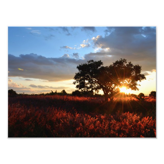 Spectacular African Sunset Photo Print (Front)