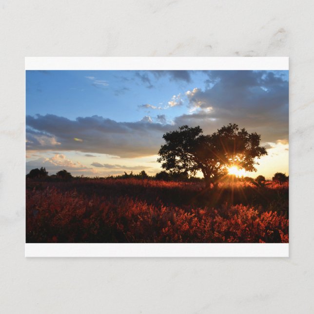 Spectacular African Sunset Postcard (Front)